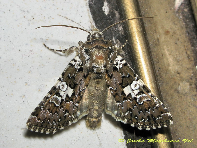 Lamprosticta culta - Noctuidae. No, Hadena albimacula